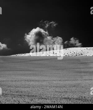 Pferde auf einer Wiese bei Blankenburg, Landkreis Harz, Sachsen-Anhalt, Deutschland, Europa Stockfoto