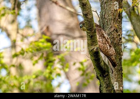Ein Rotschwanzfalke (Buteo jamaicensis), der im Frühjahr in Michigan, USA nach Nahrung von einem Baumzweig sucht. Stockfoto