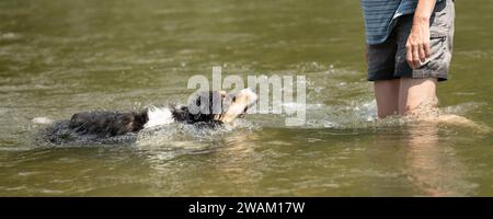 Border Collie. Europäischer Hundebesitzer spielt mit seinem gehorsamen Hund im Wasser Stockfoto