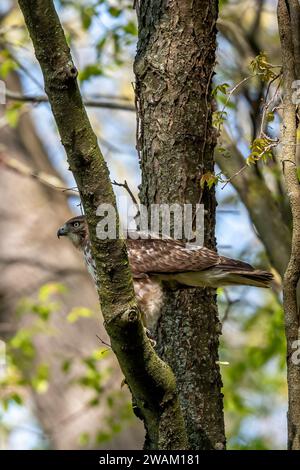 Ein Rotschwanzfalke (Buteo jamaicensis), der im Frühjahr in Michigan, USA nach Nahrung von einem Baumzweig sucht. Stockfoto