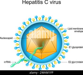 Struktur des Hepatitis-C-Virus. Die Virion-Anatomie. Infektionskrankheit der Leber durch HCV. Virushepatitis. Vektordiagramm Stock Vektor