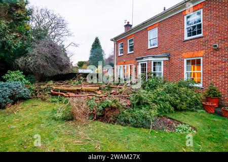 Wetter in Großbritannien: Ein gefallener Nadelbaum in einem Surrey-Garten beschädigt ein Haus bei starken Winden und Sturmen im Sturm Henk im Januar 2024 Stockfoto