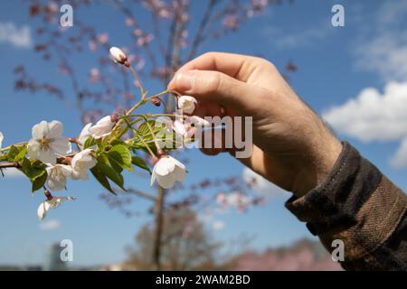 Auf diesem fesselnden horizontalen Foto entfaltet sich die Schönheit des Frühlings, während ein Kirschblütenbaum die Szene ziert. Zarte Blütenblätter und leuchtende Blüten Stockfoto