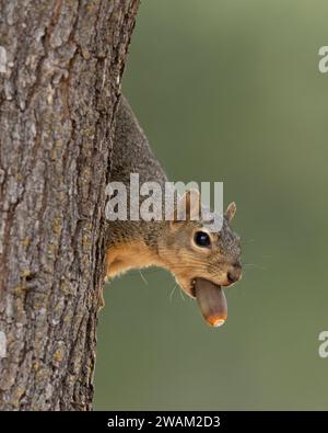 Eastern Fox Squirrel (Sciurus niger) Sacramento County Kalifornien USA Stockfoto