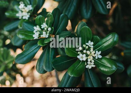 Schöne weiße Blumen der japanischen Mock Orange (Pittosporum tobira) in einem sinnlichen Garten. Selektiver Fokus. Stockfoto