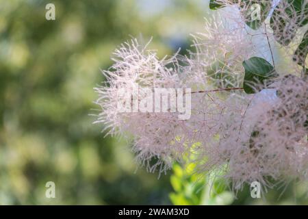 Interessante Pflanze Cotinus coggygria, Rhus cotinus, Rauchbaum, Rauchbusch, venezianischer Sumach. Familie Cotinus coggygria 'Young Lady' Anacardiaceae. Stockfoto