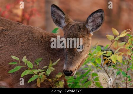 Porträt von Weißschwanzhirschen, die im Herbst oder Winter im Wald spazieren und essen Stockfoto