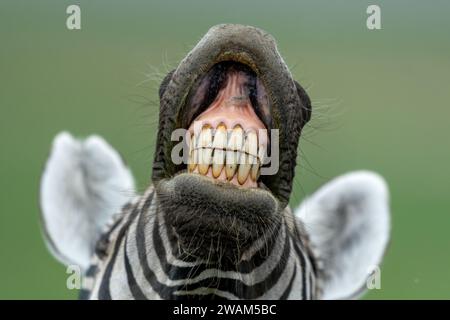 Lustiges Nahporträt eines Zebrahengstes aus der Ebene, der eine Flehmen-Reaktion um Weibchen seines Harems am Ngorongoro-Krater in Tansania ausführt Stockfoto