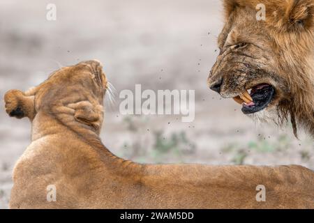 Nahaufnahme eines Löwen, der eine Löwin anschnappt, bevor er sie zur Paarung im Ndutu Naturschutzgebiet in Tansania aufnimmt Stockfoto