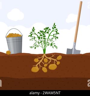 Ernte von Kartoffeln, Eimer und Schaufel. Bagger-Kartoffelkonzept. Frische organische Gemüsegartenpflanze, die unterirdisch wächst, Vektor-Illustration. Stock Vektor