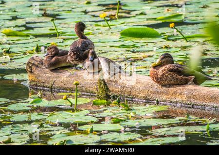 Eine Gruppe von getufteten Enten und Stockenten in freier Wildbahn. Getuftete Ente, Pochard, Aythya Fuligula im Teich. Stockfoto