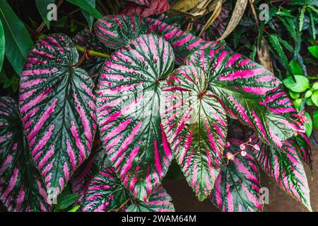 Caladium-Pflanze, eine Gattung von blühenden Pflanzen der Familie Araceae. Sie sind oft unter dem gemeinsamen Namen Elefantenohr, Herz Jesu und Engelsflügel bekannt Stockfoto