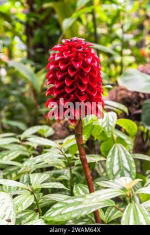 Tapeinochilos anananassae (indonesischer Ingwer) im Regenwaldgewächshaus des Eden Project in Cornwall, England, Großbritannien. Vertikal. Stockfoto