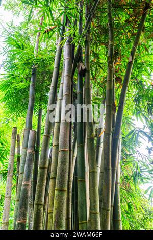 Riesige Bambuspflanzen im Regenwaldklima. Bambus ist eine vielfältige Gruppe von meist immergrünen mehrjährigen Blüten, die im Regenwaldgewächshaus i zu sehen sind Stockfoto
