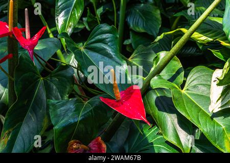 Anthurium ist die größte Gattung der Arum-Familie, Araceae. Allgemeine Bezeichnungen sind Anthurium, Tailflower, Flamingoblume und Laceleaf. Stockfoto