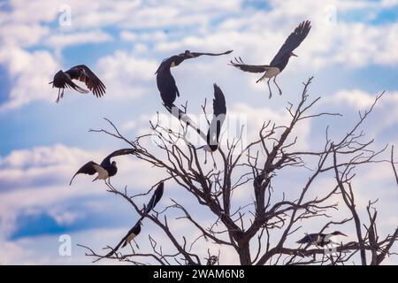 Abdim's Stork (Ciconia abdimii), der bei Sonnenaufgang aus dem Zimmer fliegt, Kgalagadi Transfrontier Park, Kalahari, Südafrika Stockfoto