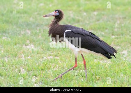 Abdim's Stork (Ciconia abdimii), Kgalagadi Transfrontier Park, Kalahari, Südafrika Stockfoto