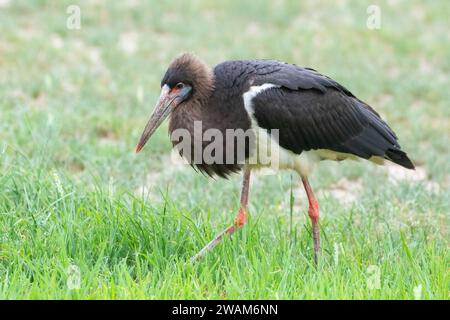 Abdim's Stork (Ciconia abdimii), Kgalagadi Transfrontier Park, Kalahari, Südafrika Stockfoto