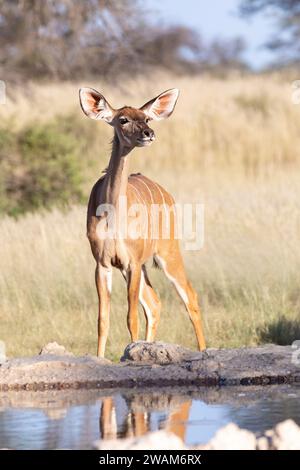Greater Kudu (Tragelaphus strepsiceros) Sub-adulte Kuh, Kgalagadi Transfrontier Park, Kalahari, Nordkap, Südafrika Stockfoto