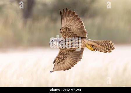 Lanner Falcon (Falco biarmicus), Kgalagadi Transfrontier Park, Kalahari, Nordkap, Südafrika Stockfoto