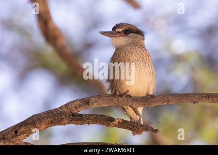 Gestreifter Eisvogel (Halcyon chelicuti, Kgalagadi Transfrontier Park, Kalahari, Südafrika Stockfoto