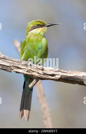 Unreifer Schwalbenschwanz-Bienenfresser (Merops hirundineus), der bei Sonnenuntergang auf einem Zweig thront, Kalahari, Südafrika Stockfoto