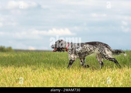 Junge stolz English Springer Spaniel Jagd Hund auf einer Wiese Stockfoto