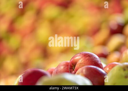 Reife äpfel Fallen gegen glühende verschwommenen Hintergrund in der Saison Herbst Stockfoto