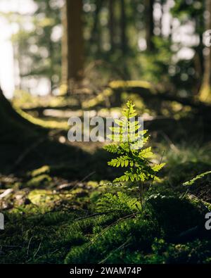 Ein lebendiger junger Baum, der im üppig grünen Wald wächst, umgeben von moosigen Felsen. Stockfoto