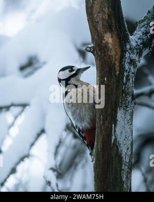 Ein wunderschöner Vogel, der auf einem schneebedeckten Baumzweig thront, in einem friedlichen Winterwunderland. Stockfoto