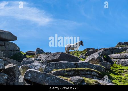 Wildes Pferd auf dem Berg Rough Tor im Bodmin Moor, Cornwall, England. Rough Tor oder Roughtor ist ein Hügel am Bodmin Moor in Cornwall, England und ist der seco Stockfoto