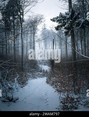 Eine ruhige Winterszene auf einem schneebedeckten Pfad, der sich durch einen friedlichen Wald schlängelt. Stockfoto