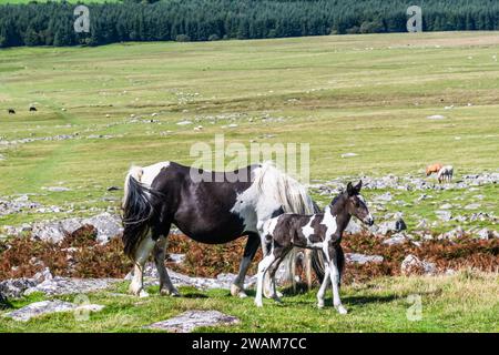 Wilde Pferde im Bodmin Moor in Cornwall, England. Gesehen am Rough Tor, dem zweithöchsten Punkt Cornwalls. Stockfoto