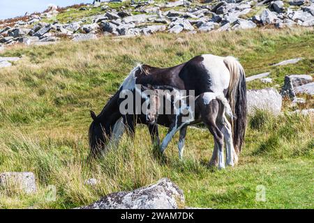 Wilde Pferde im Bodmin Moor in Cornwall, England. Gesehen am Rough Tor, dem zweithöchsten Punkt Cornwalls. Stockfoto