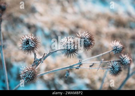 Trockene Pflanzen und Gräser, die an einem frostigen und sonnigen Wintermorgen im Freien mit Schnee bedeckt sind Stockfoto