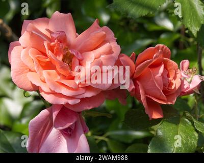 Lachsrosa Rosen aus nächster Nähe mit einigen verwelkenden Blütenblättern, die einen Zaun erklimmen oder Rosa „Old Blush“ in Faringdon, Oxfordshire, Großbritannien bauen Stockfoto