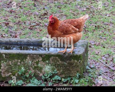 Auch ein Huhn hat hin und wieder Durst - besonders nach Silvester... Gefluegel New Hampshire Huhn auf Traenketrog *** sogar ein Huhn hat von Zeit zu Zeit Durst, besonders nach Silvester Geflügel New Hampshire Huhn auf einer Trasse Stockfoto