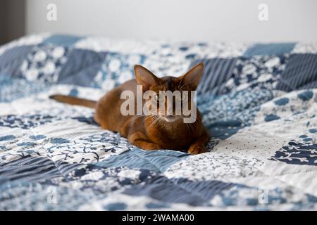 Die rotbraune Katze Abessinian liegt das Bett und bereitet sich darauf vor, in die Kamera zu springen Stockfoto