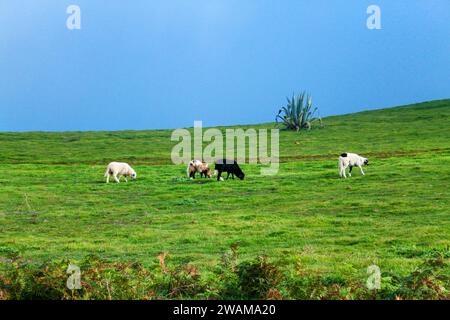 Lämmer, die in Caideros weiden Stockfoto