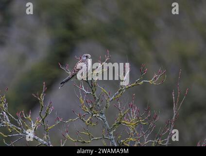 Ein wunderschöner männlicher Kestrel ( Falco tinnunculus), der in einem Rowan-Baum in einem Landgarten vor einem Waldhintergrund sitzt. Suffolk, Großbritannien. Stockfoto