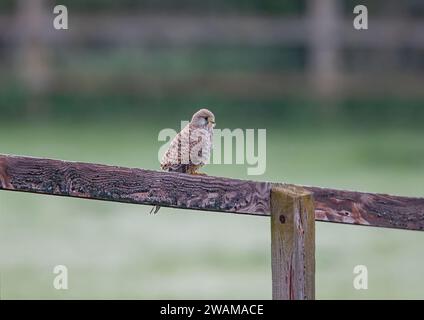 Ein klares Bild eines wunderschönen männlichen Kestrels ( Falco tinnunculus), der auf einem Pfosten und einem Zaun sitzt und die Wiese für mögliche Snacks überwacht. Suffolk, Großbritannien. Stockfoto