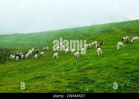 Schafherde, die in Gáldar weidet Stockfoto