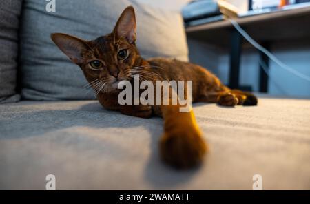 Eine Abessinierkatze liegt auf einer Couch mit der Pfote zur Kamera gestreckt Stockfoto
