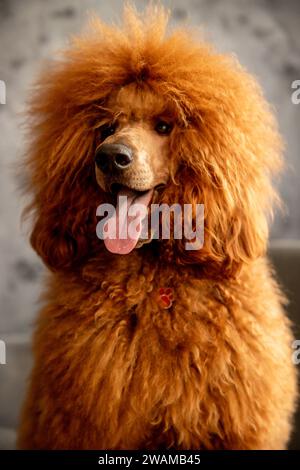 Nahaufnahme eines Hundes, Royal Poodle Breed. Stockfoto