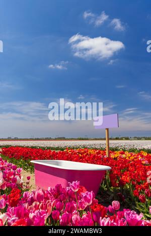 Tulpenfeld mit rosafarbener Badewanne in der Nähe des Keukenhof, Niederlande Stockfoto