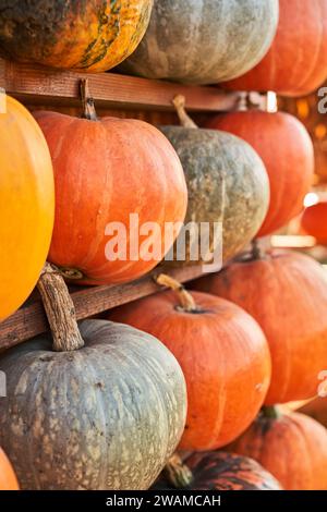 Verschiedene reife, runde Kürbisse in Regalen tagsüber, während der Erntezeit. Nahaufnahme von orangefarbenen Kürbissen, die im Herbst zu kommerziellen Zwecken auf Holzdielen platziert wurden. Konzept der Ernte, Gemüse. Stockfoto