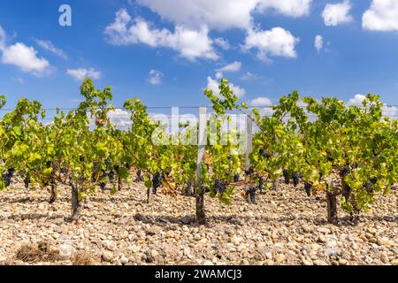 Weinberge in der Nähe von Saint-Julien-Beychevelle, Bordeaux, Aquitaine, Frankreich Stockfoto