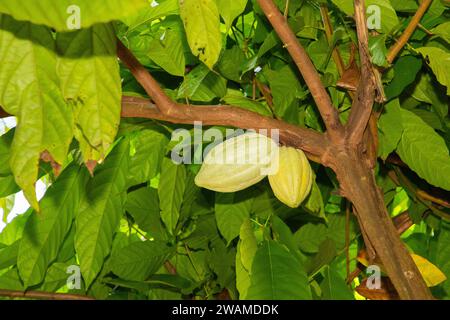 Grüne Kakaoschoten wachsen auf Bäumen aus nächster Nähe. ( Theobroma cacao) mit einem obstinn-Garten in Sri lanka Stockfoto