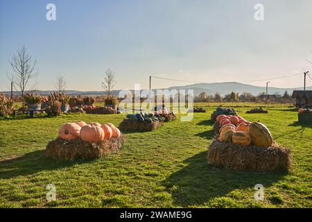 Gruppen riesiger Kürbisse auf Heuballen, die sich draußen in Sonnenstrahlen erwärmen. Panoramablick auf reife, leckere Kürbisse, die während der Oktobersaison aus Kürbisflecken geerntet wurden. Konzept der Ernte, Gemüse. Stockfoto