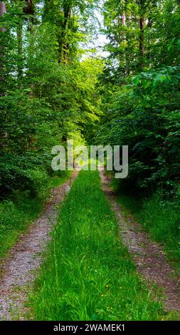 Waldstraße am frühen Morgen im Sommer, entlang des Weges Bäume und grüne Sträucher Stockfoto